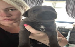 Cane Corso dogs for sale: Beautiful cane corso puppies  - Image 15