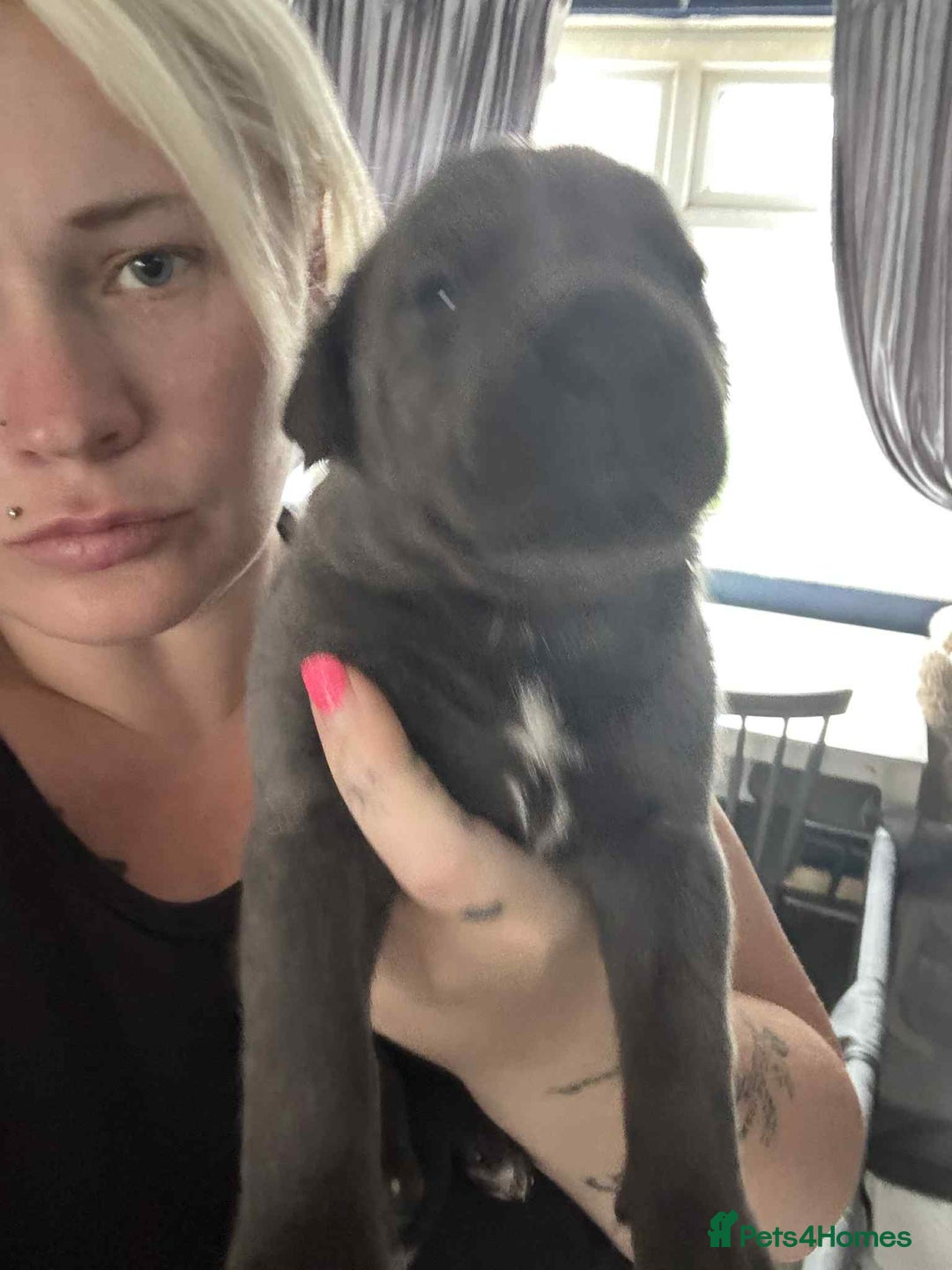 Cane Corso dogs for sale: Beautiful cane corso puppies  - Image 15