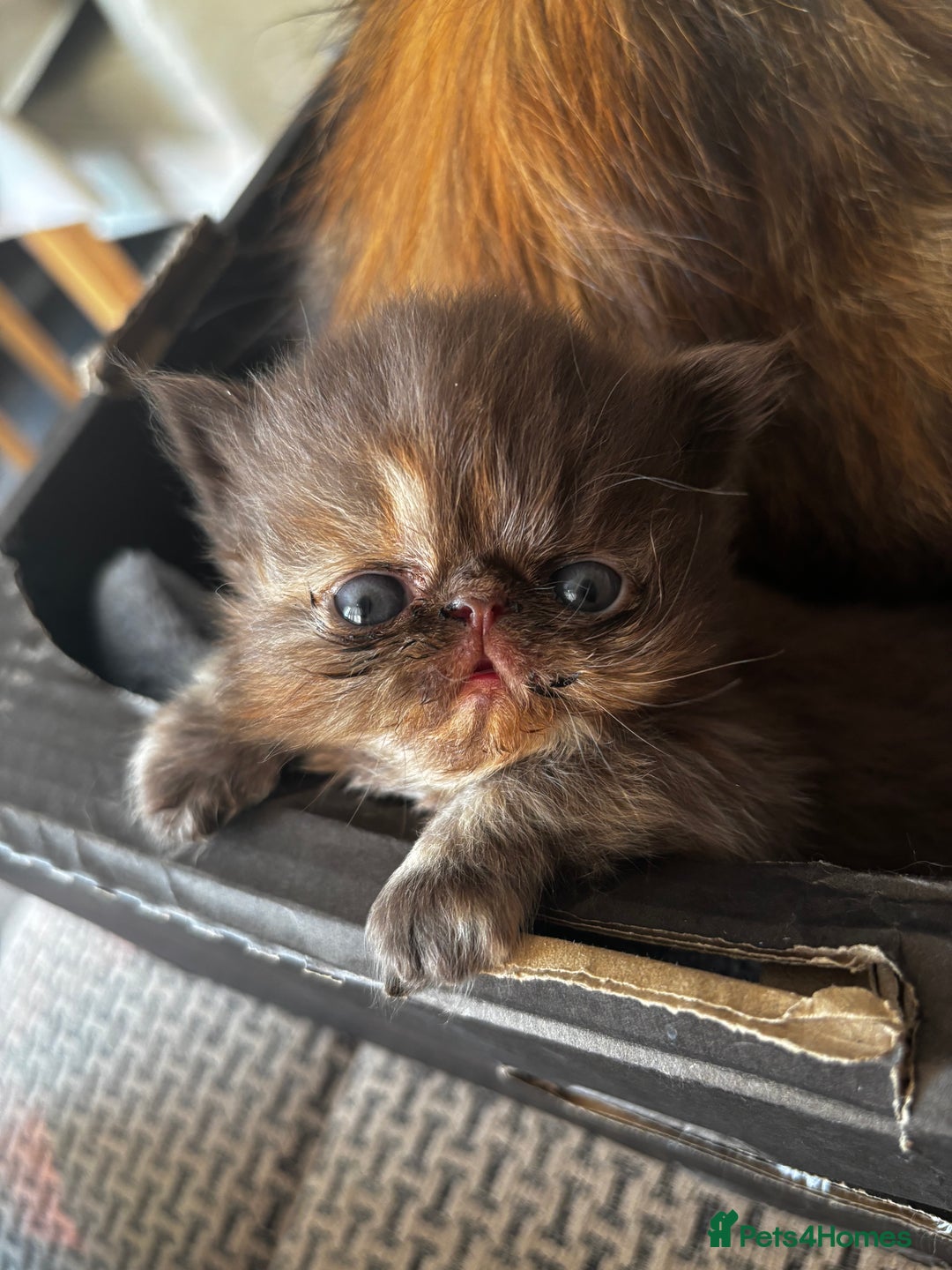 Persian cats for sale: Persian Kittens For Sale - Image 5