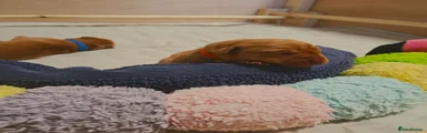 Labrador Retriever 4