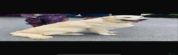 Golden Retriever dogs for sale: Stunning KC Registered Golden Retriever Puppies 🐾 - Advert 8