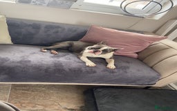 Boston Terrier dogs for sale: Boston terrier adult female in Doncaster - Image 1