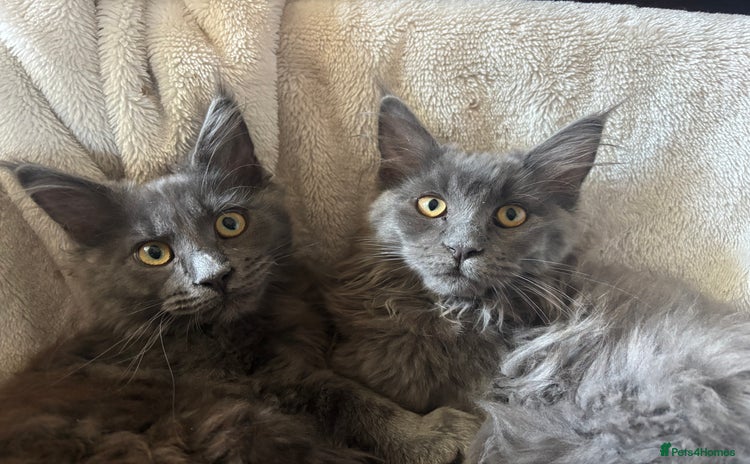 Maine Coon cats - Advert 2