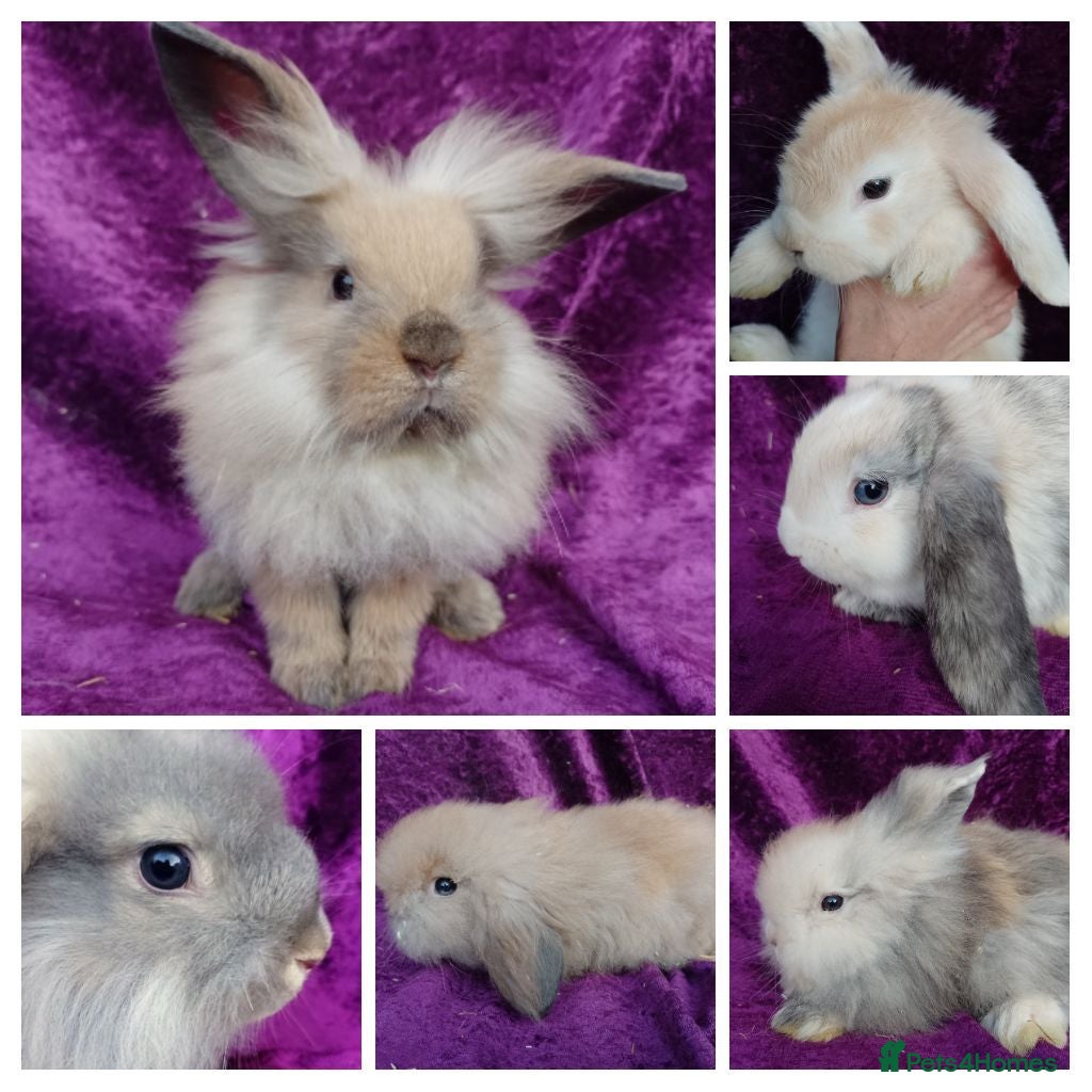 Mini Lion Lop rabbits Mini lion head lop  - Advert 1