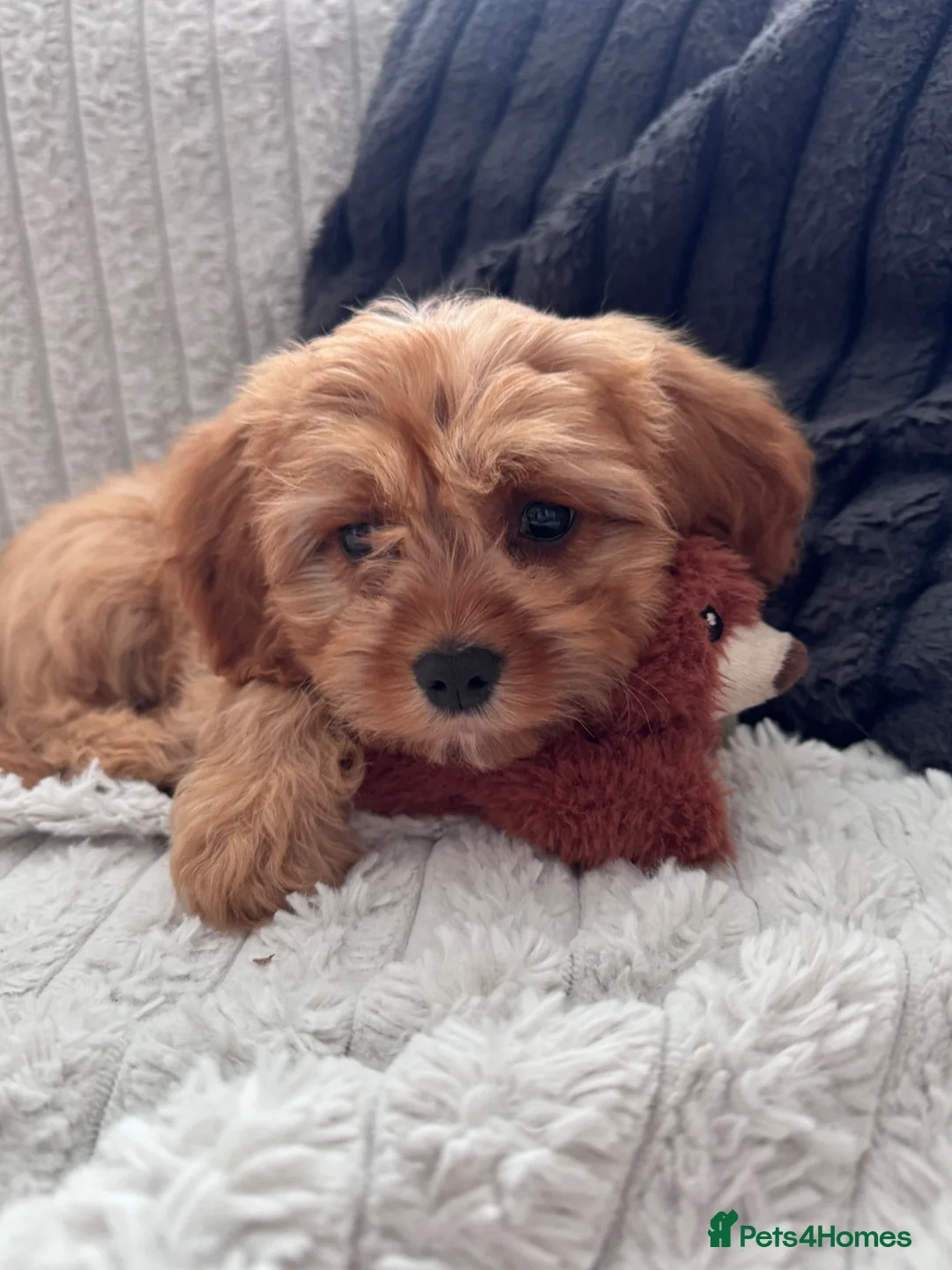 Cavapoo dogs for stud: Beautiful Red F1 Cavapoo for STUD 🐶🐾 - Advert 4