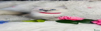 Red Ragdoll Kitten 2