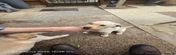 Labrador Retriever dogs for sale: Labrador puppies in Sleaford - Advert 5