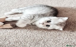 Scottish Fold cats for sale: RARE - Scottish Fold x Maine Coon Kittens!! - Image 1