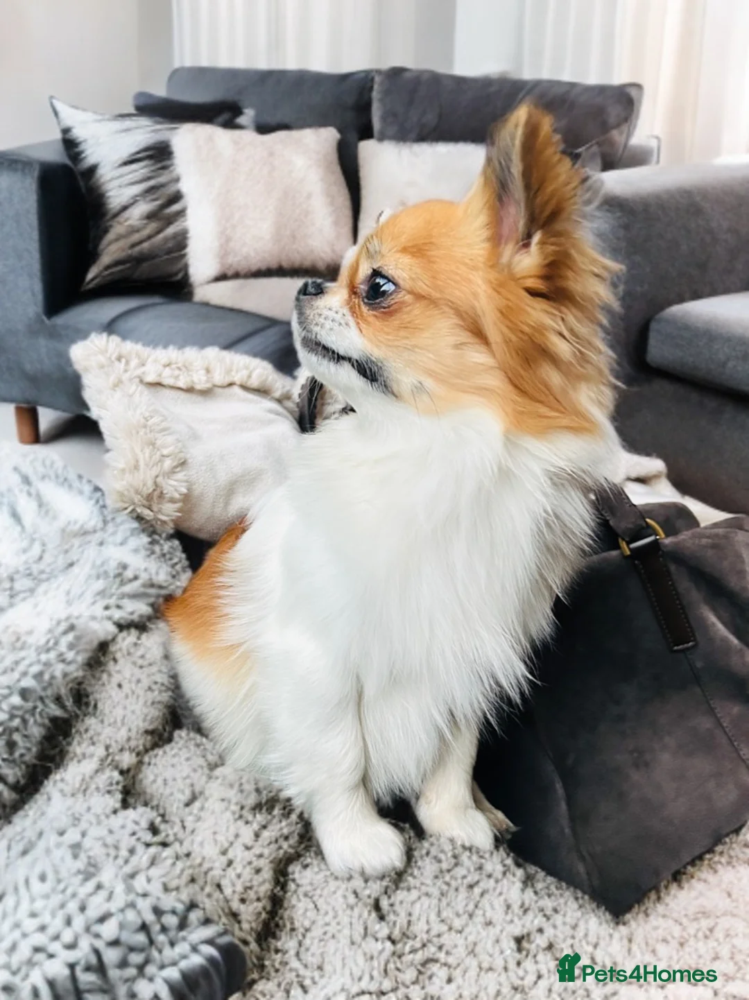 Chihuahua dogs for stud: KC Registered Long Coat Chihuahua Stud Available - Advert 3