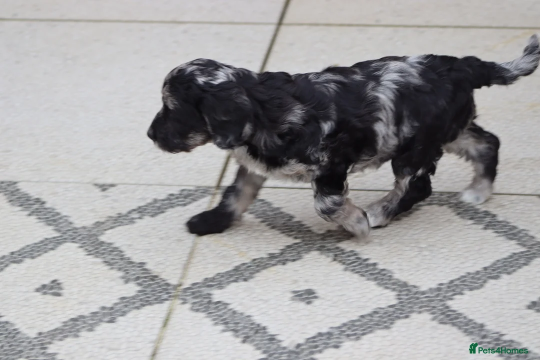 Cockapoo dogs for sale: F1 Cockapoo puppies for sale - Advert 13