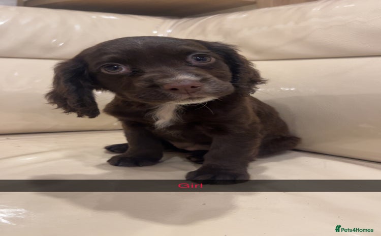 Cocker Spaniel dogs - Advert 2