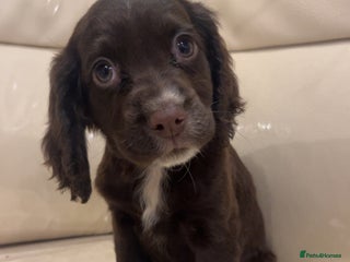 Cocker Spaniel dogs - Advert 34