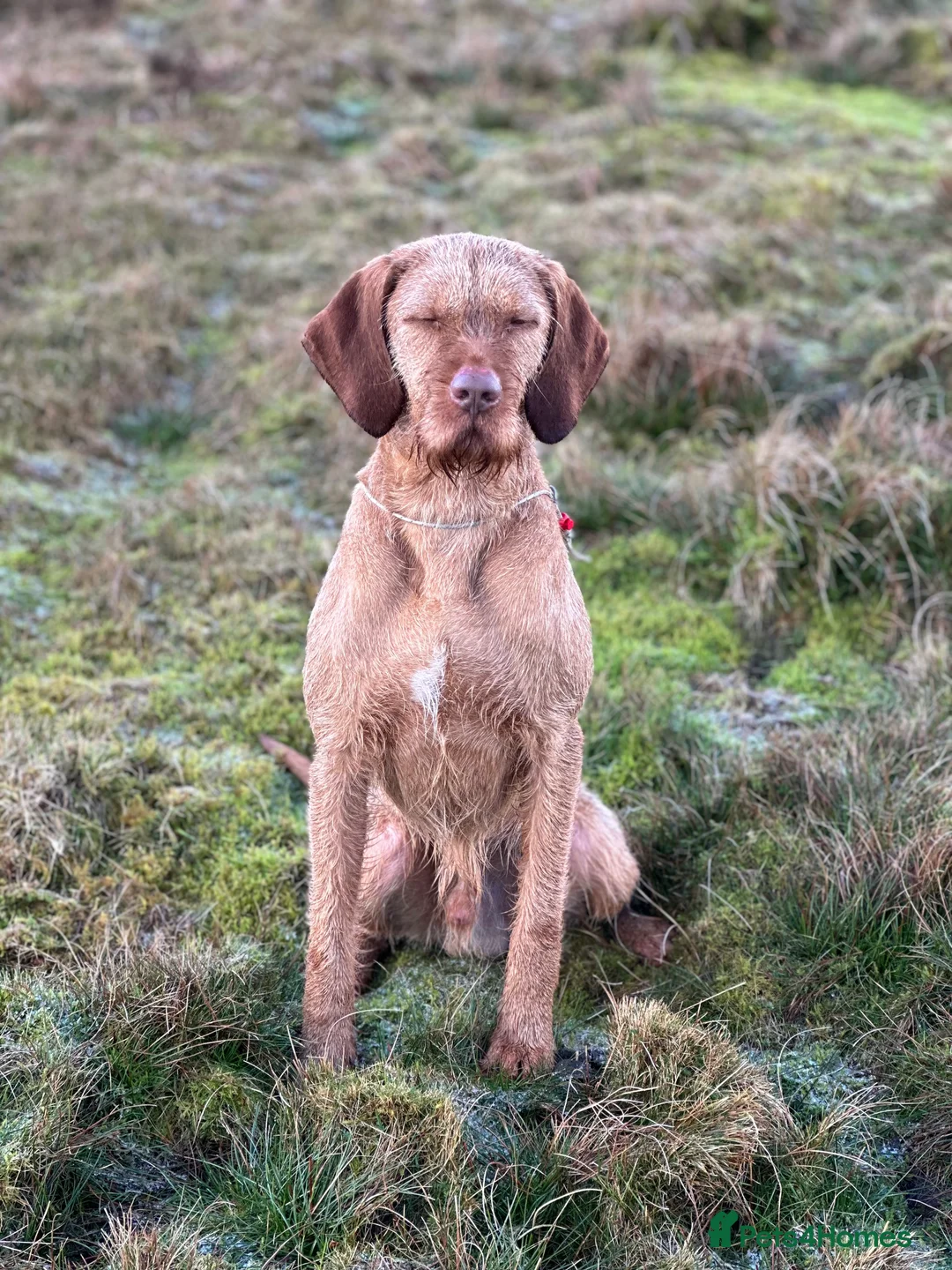 Hungarian Vizsla dogs for stud: At stud Coudy - Advert 5