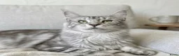 Maine Coon cats for sale: ACTIVE tica Maine coon kittens - Advert 7