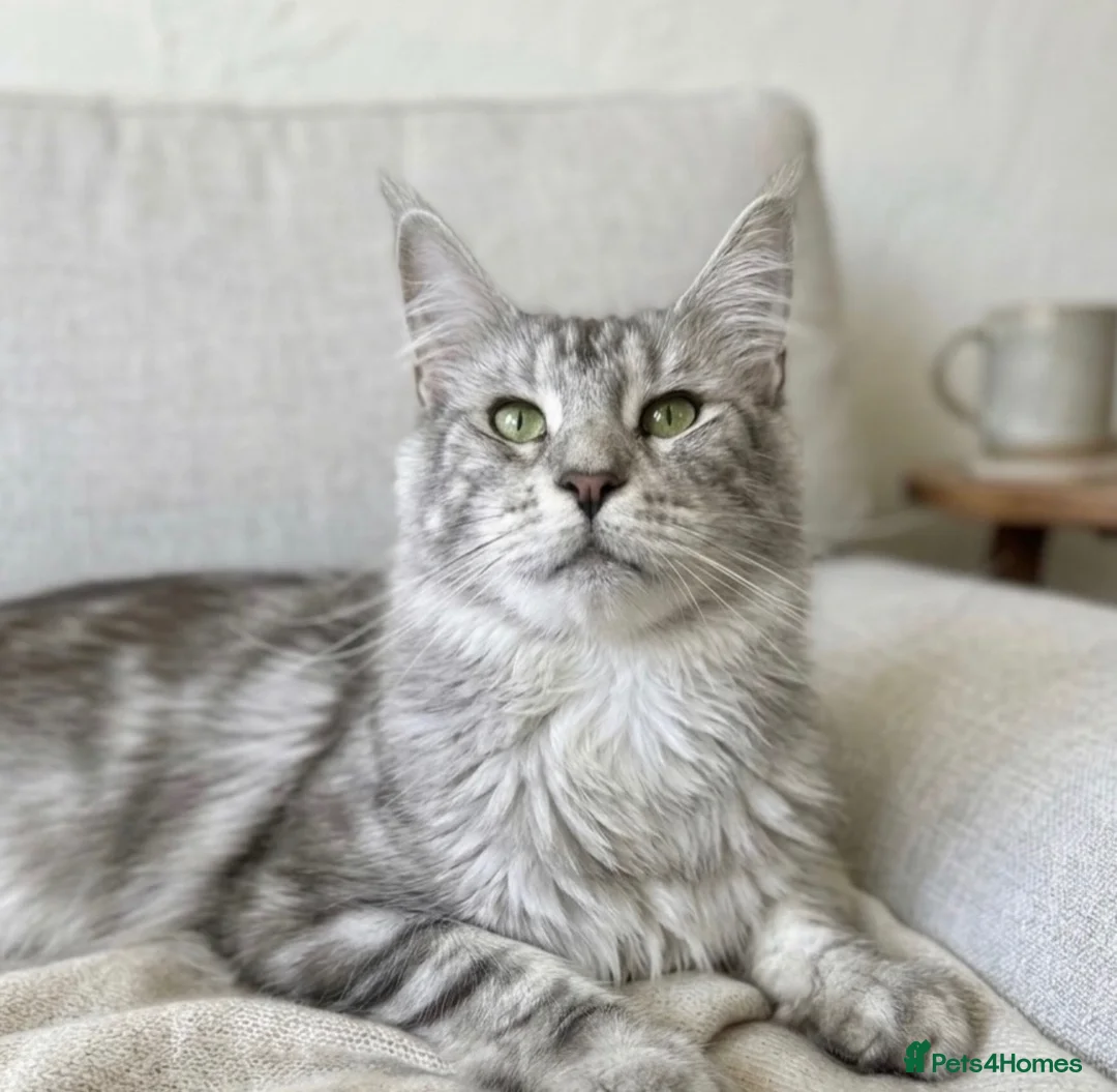 Maine Coon cats for sale: ACTIVE tica Maine coon kittens - Advert 7