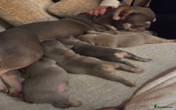 French Bulldog dogs for sale: Isabella & lilac & tan chunky frenchies - Advert 14