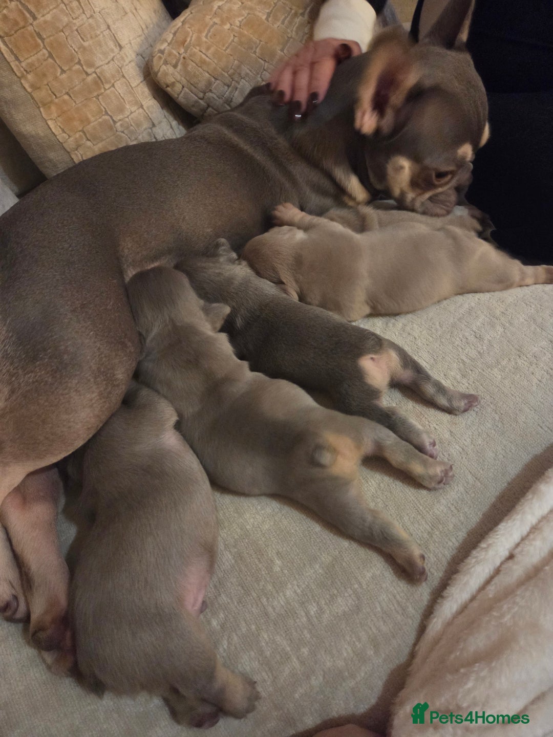 French Bulldog dogs for sale: Isabella & lilac & tan chunky frenchies - Advert 14