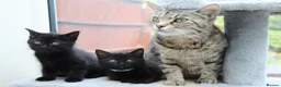 Domestic Shorthair cats for sale: Kittens Ready Next Week  - Advert 3