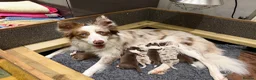 Border Collie dogs for sale: Red & white tri Merle border collie puppies puppy - Advert 1