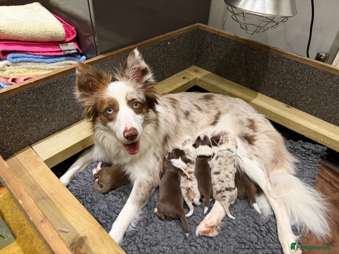 Border Collie dogs for sale: Red & white tri Merle border collie puppies puppy - Advert 1