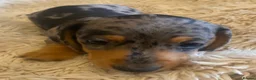 Miniature Dachshund dogs for sale:  KC Reg Miniature Dachshund Puppies - Advert 6