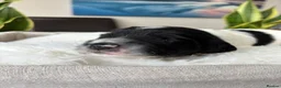 Sproodle dogs for sale: ✨ Premium Rare Sproodle Puppies – Champion Lines ✨ - Advert 23