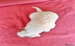 Cockapoo dogs for sale: Cocker Spaniel x Cockapoo Puppies Ready Soon  - Image 28