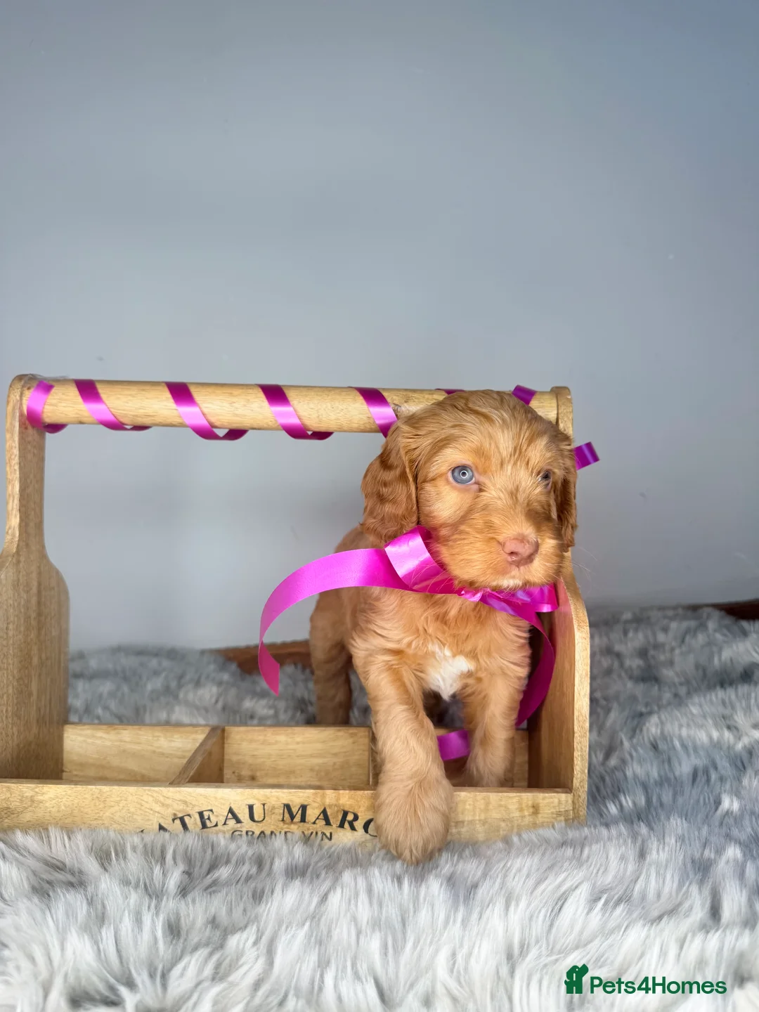 Australian Labradoodle dogs for sale: Australian labradoodle  - Advert 5