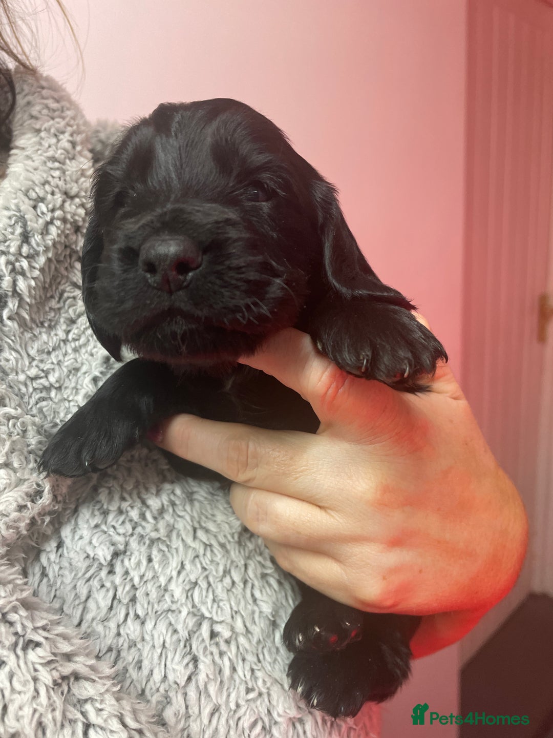 Cocker Spaniel dogs for sale: Cocker Spaniel  - Advert 23