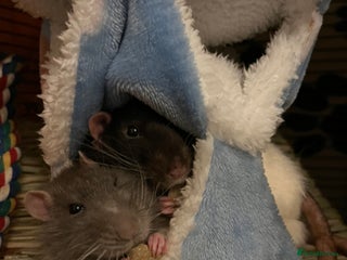 Rat rodents Lone Male Rat Needing Home - Advert 1