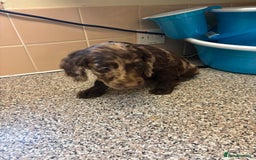 Mixed Breed dogs for sale: Sproodles - Image 1
