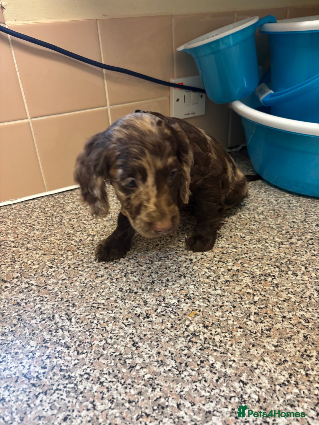 Mixed Breed dogs for sale: Sproodles - Image 1