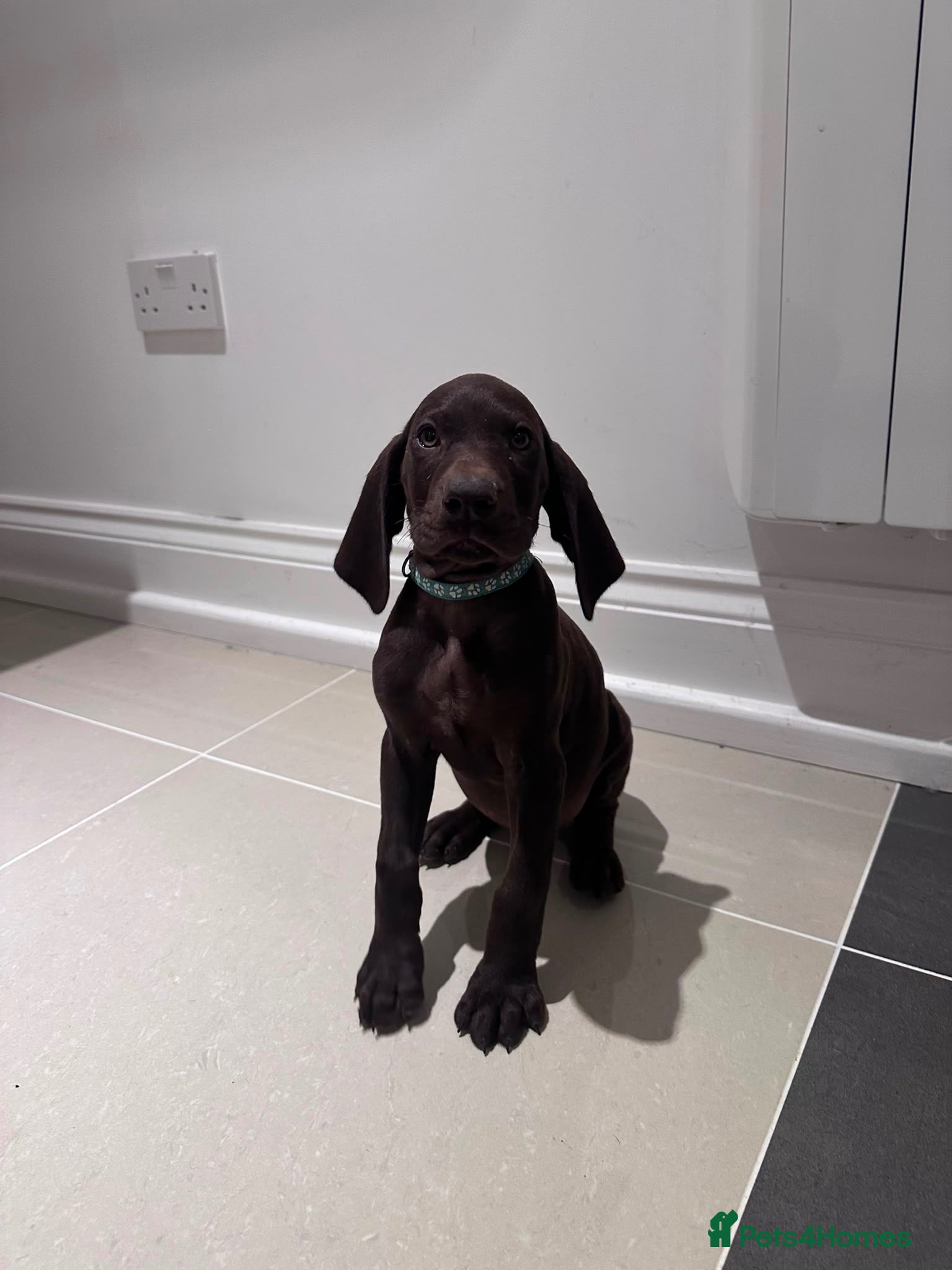 German Shorthaired Pointer dogs Beautiful German Shorthaired Pointer Pups - Advert 2