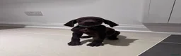 German Shorthaired Pointer dogs for sale: 1 Beautiful German Shorthaired Pointer Pup - Advert 8