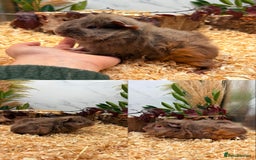 Guinea Pig rodents for sale: ✨Baby Guinea Pigs Available Girls ✨💗 - Image 7