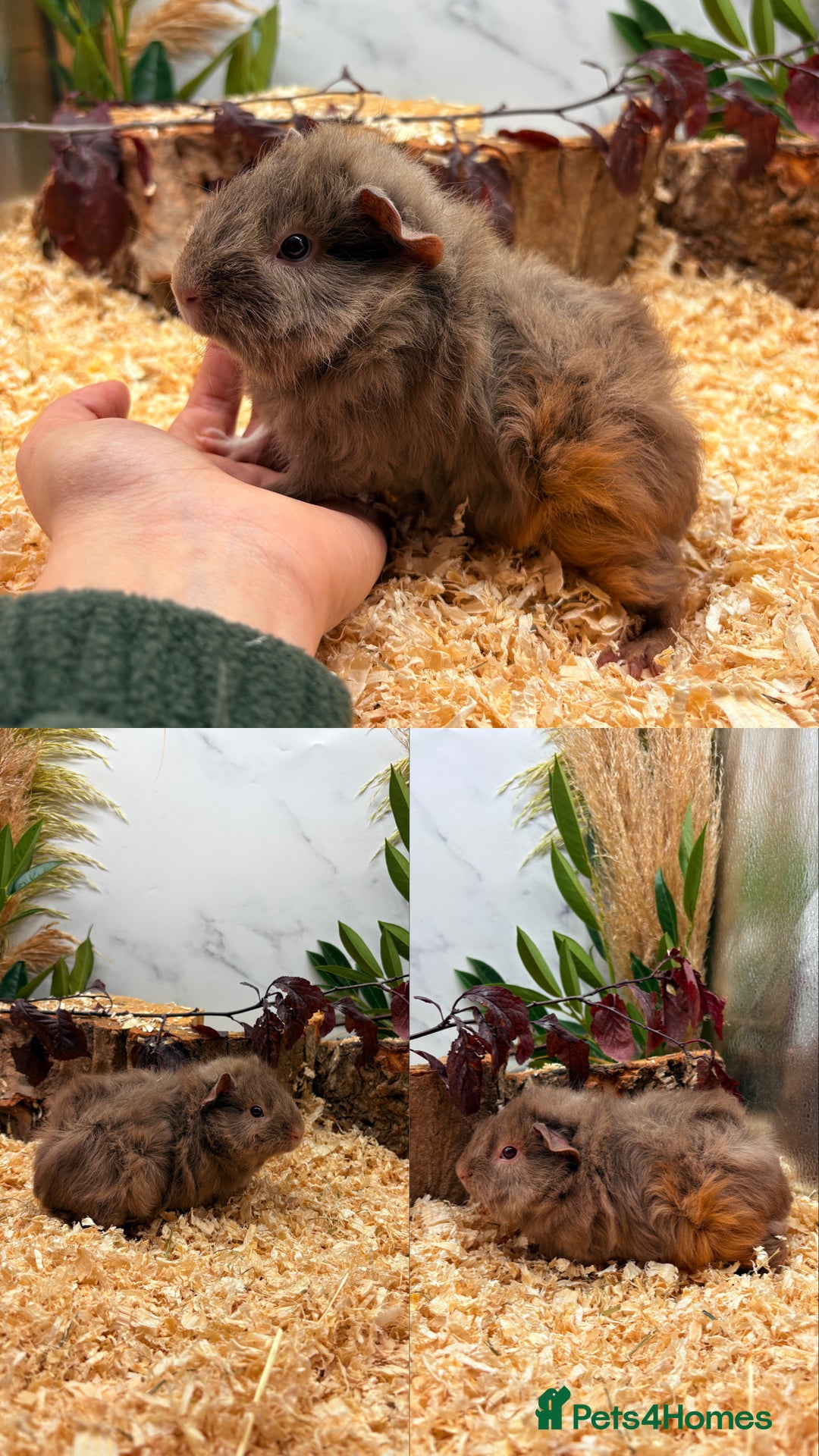 Guinea Pig rodents for sale: ✨Baby Guinea Pigs Available Girls ✨💗 - Image 7