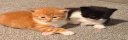 British Longhair cats for sale: Chunky long haired kittens  - Advert 11