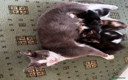 Domestic Shorthair cats for sale: Kittens for sale - Image 8