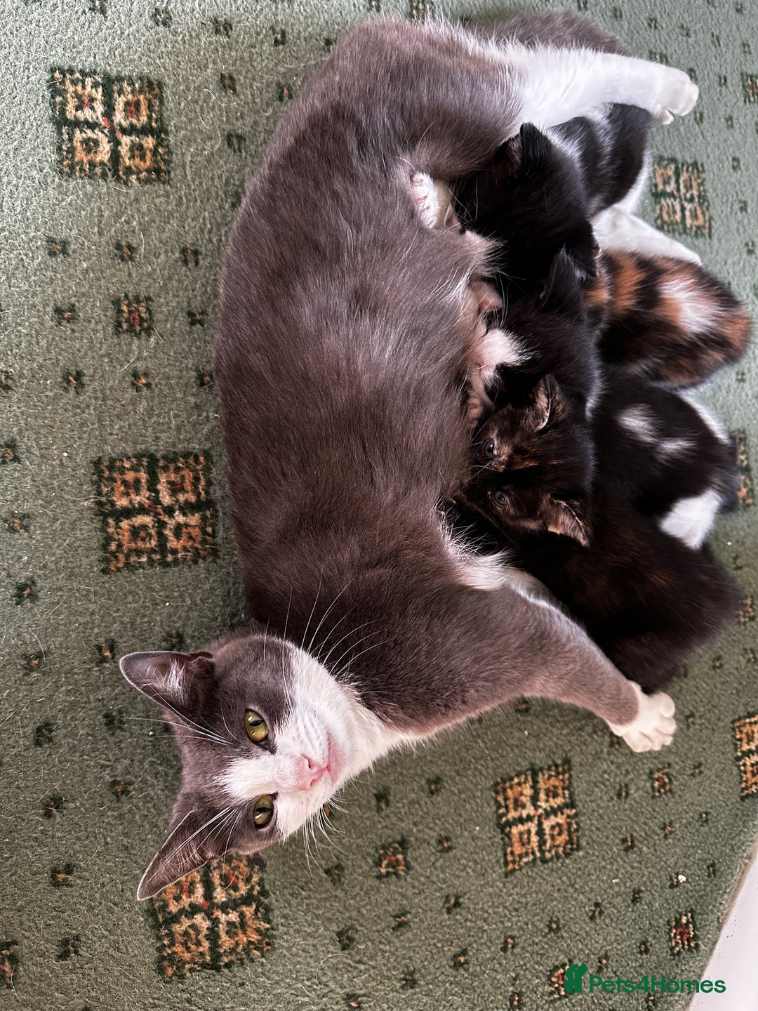Domestic Shorthair cats for sale: Kittens for sale - Image 8