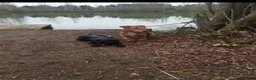 Patterjack dogs for sale: Patterjacks - Advert 2