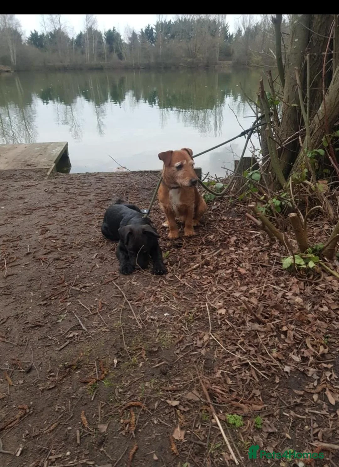 Patterjack dogs for sale: Patterjacks - Advert 2