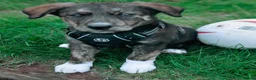 Mixed Breed dogs for sale: Mixed Breed huntaway x blue merle collie  - Advert 6