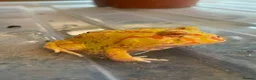 Frog reptiles for sale: Pac-Man frogs cb26  - Advert 17