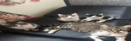 Domestic Shorthair cats for sale: Kittens for sale  in Gillingham - Advert 1