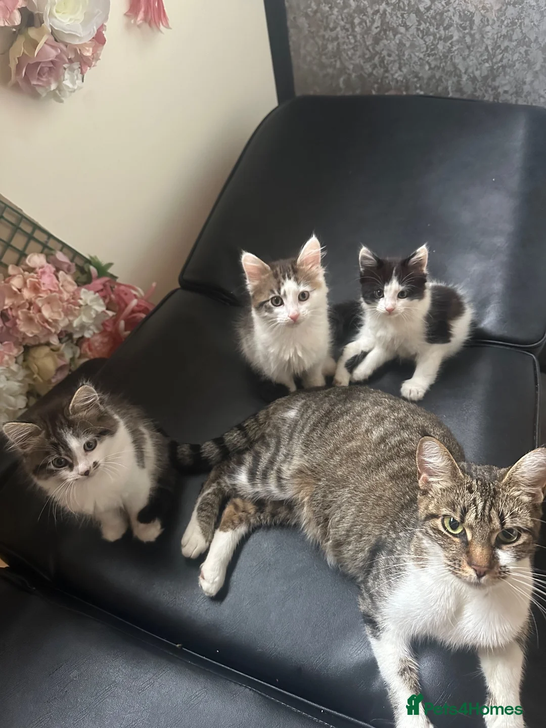 Domestic Shorthair cats for sale: Kittens for sale  in Gillingham - Advert 1