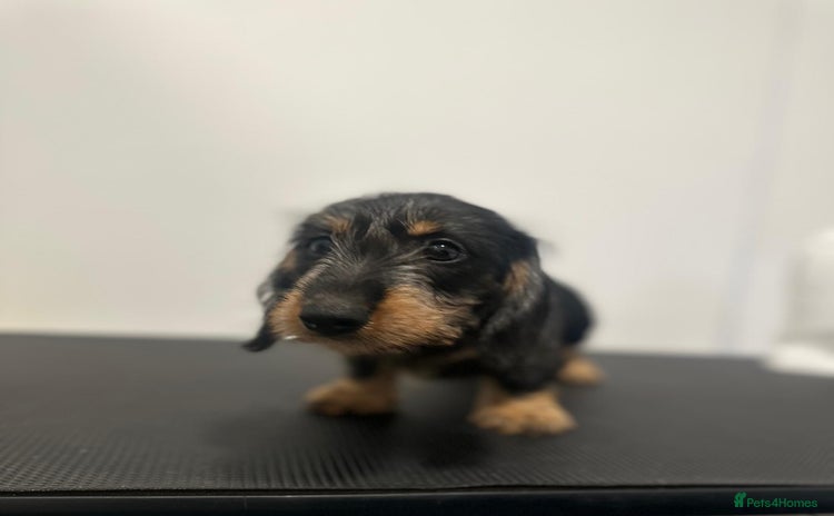 Dachshund dogs - Advert 12