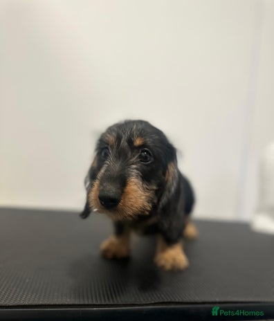 Dachshund dogs - Advert 12