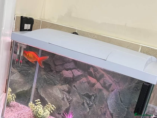 Fancy Goldfish fish - Advert 39