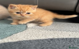 British Shorthair cats for sale: Stunning British shorthair kittens  - Image 8