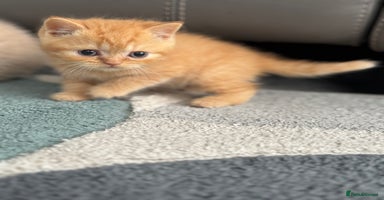 British Shorthair cats - Advert 6